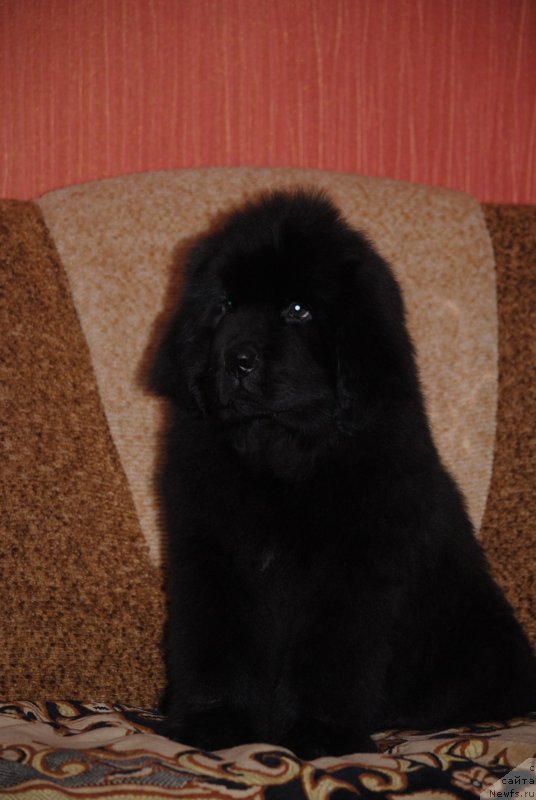 Фото: ньюфаундленд Zakari Ostin Pauyers (Закари Остин Пауэрс)