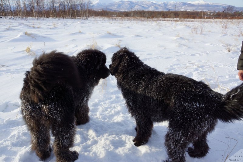 Фото: ньюфаундленд Sent Djons Zona of Fayer (Сент Джонс Зона оф Файер), ньюфаундленд Sent Djons Zhiscar D'Estaing Edmon (Сент Джонс Жискар Д'Эстен Эдмон)