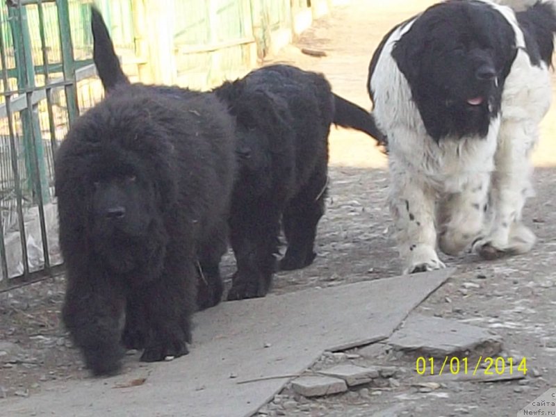 Фото: ньюфаундленд Super Premium Nao Del Trato (Супер Премиум Нао Дел Трато), ньюфаундленд Super Premium Litoniel Vallaninor (Супер Премиум Литониэль Валланинор)