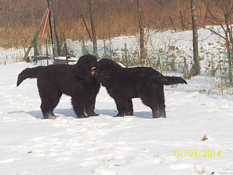 Фото: ньюфаундленд Super Premium Nao Del Trato (Супер Премиум Нао Дел Трато), ньюфаундленд Super Premium Nemessis (Супер Премиум Немессис)