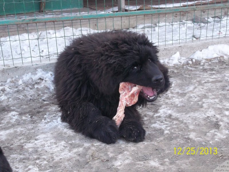 Фото: ньюфаундленд Super Premium Nao Del Trato (Супер Премиум Нао Дел Трато)