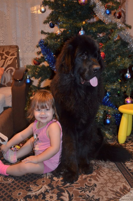 Фото: ньюфаундленд Chernaya Mafia Zesty Betty (Черная Мафия Зесту Бетту), Ксюша