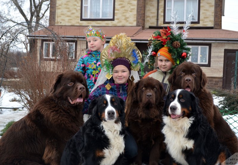 Фото: ньюфаундленд Charmer Denkam Bronze (Чармер Денкам Бронз), ньюфаундленд Velikiy Medved' Kameliya (Великий Медведь Камелия), ньюфаундленд Charli The Best Helfi Pel (Чарли Де Бест Хелфи Пэл), Боня, Моня, Полинка, Маша и Миша