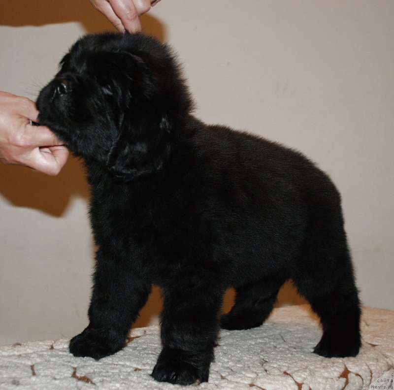 Фото: ньюфаундленд Belkonder-Klab Kassiopeya (Белкондер-Клаб Кассиопея)