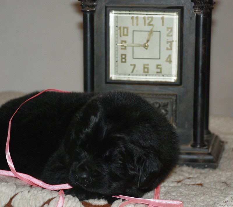 Фото: ньюфаундленд Belkonder-Klab Kassiopeya (Белкондер-Клаб Кассиопея)