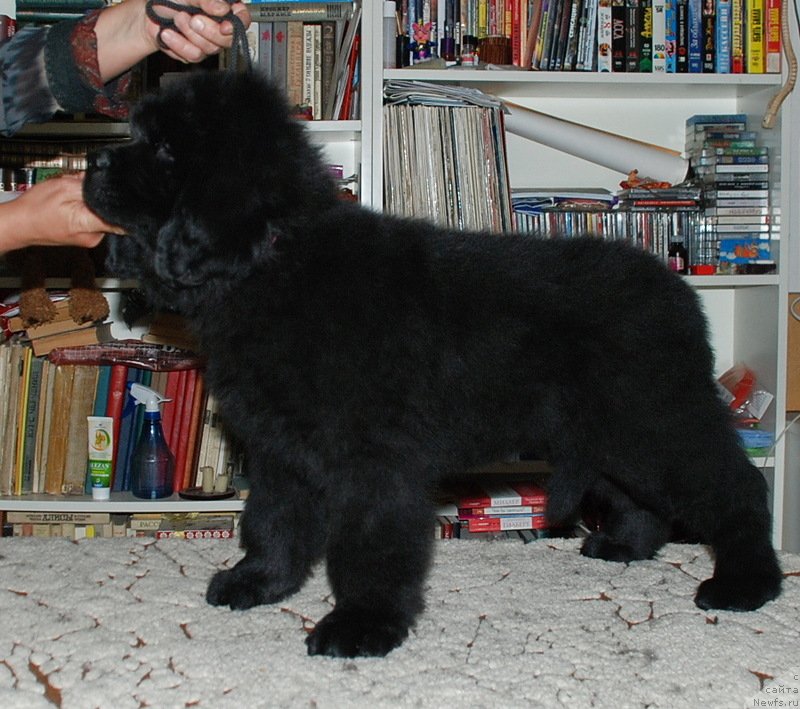 Фото: ньюфаундленд Belkonder-Klab Kassiopeya (Белкондер-Клаб Кассиопея)