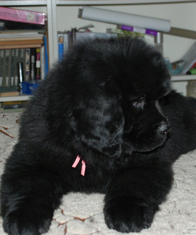 Фото: ньюфаундленд Belkonder-Klab Kassiopeya (Белкондер-Клаб Кассиопея)