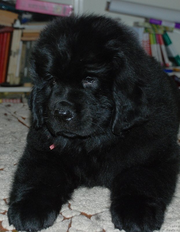 Фото: ньюфаундленд Belkonder-Klab Kassiopeya (Белкондер-Клаб Кассиопея)