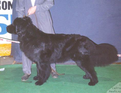 Фото: ньюфаундленд Knyajna Vladimira iz Medvej'ego YAra (Княжна Владимира из Медвежьего Яра)