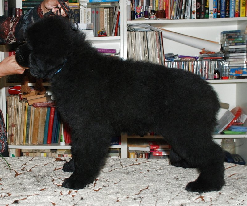 Фото: ньюфаундленд Belkonder-Klab Kassiy Dion (Белкондер-Клаб Кассий Дион)