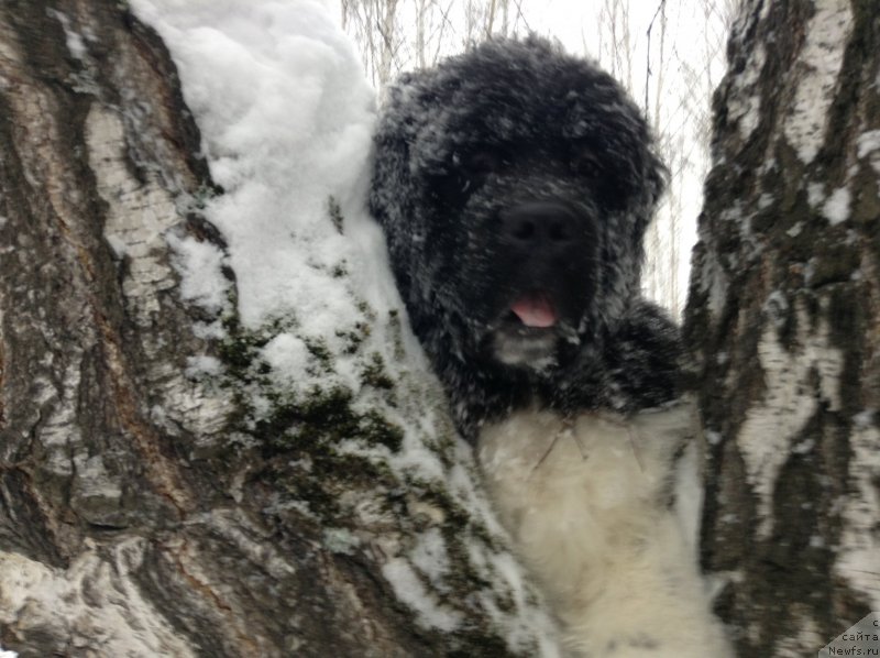 Фото: ньюфаундленд Akvian Song Kroun Royal (Аквиан Сонг Кроун Роял)