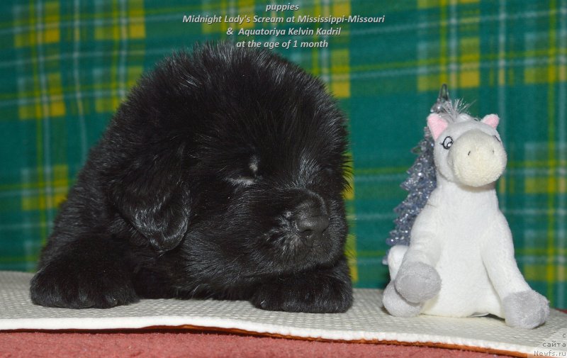 Фото: ньюфаундленд Smigar Udel'nyiy Knyaz' Snegodar (Смигар Удельный Князь Снегодар)