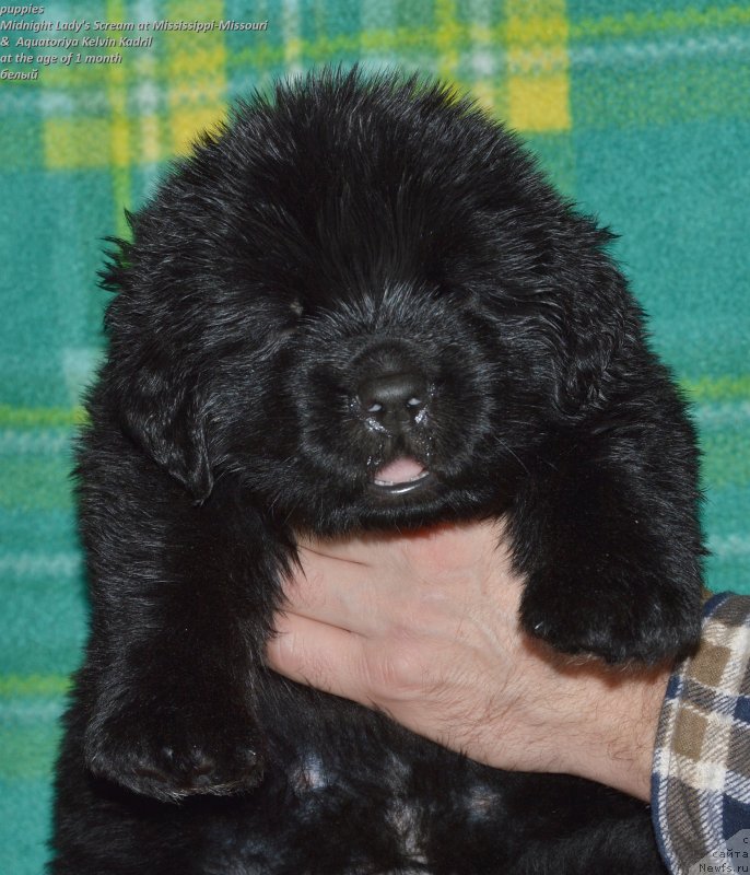 Фото: ньюфаундленд Smigar Udel'nyiy Knyaz' Snegodar (Смигар Удельный Князь Снегодар)