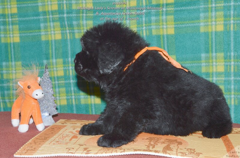 Фото: ньюфаундленд Smigar Uymari Urho (Смигар Уймари Урхо)