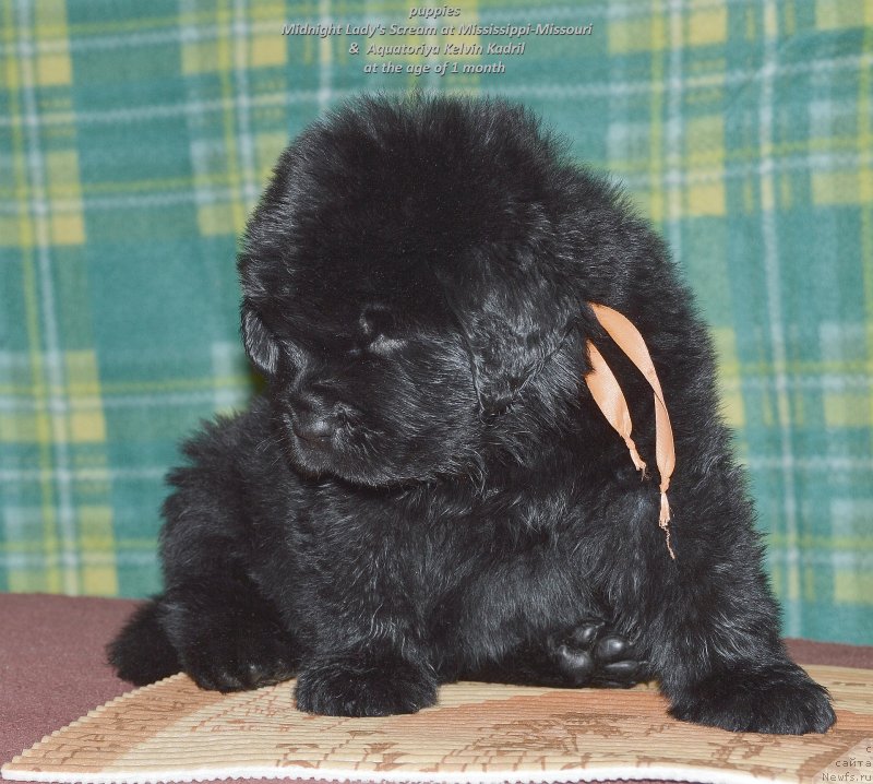 Фото: ньюфаундленд Smigar Uymari Urho (Смигар Уймари Урхо)