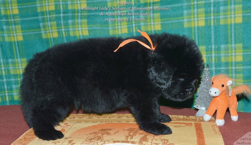 Фото: ньюфаундленд Smigar Uymari Urho (Смигар Уймари Урхо)