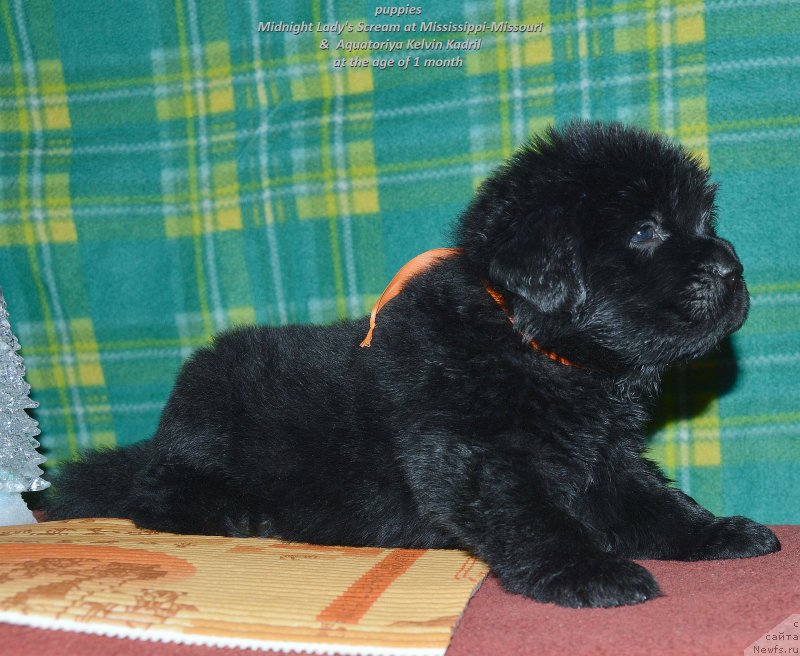 Фото: ньюфаундленд Smigar Uymari Urho (Смигар Уймари Урхо)