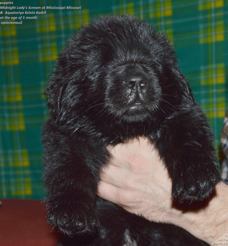 Фото: ньюфаундленд Smigar Uymari Urho (Смигар Уймари Урхо)