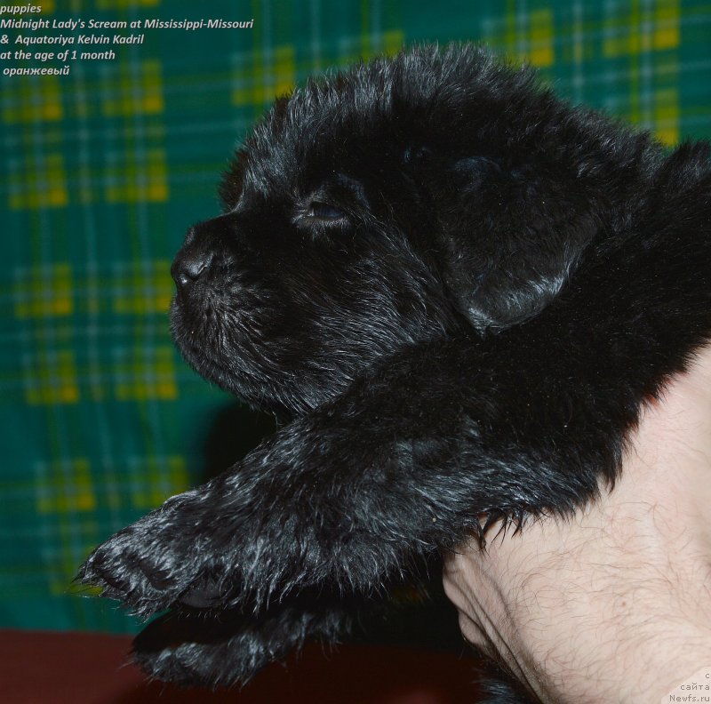 Фото: ньюфаундленд Smigar Uymari Urho (Смигар Уймари Урхо)