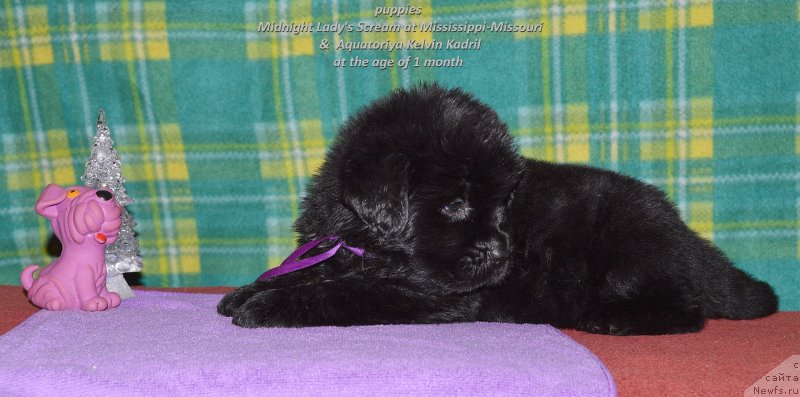 Фото: ньюфаундленд Smigar Upravdom Drug CHeloveka (Смигар Управдом Друг Человека)