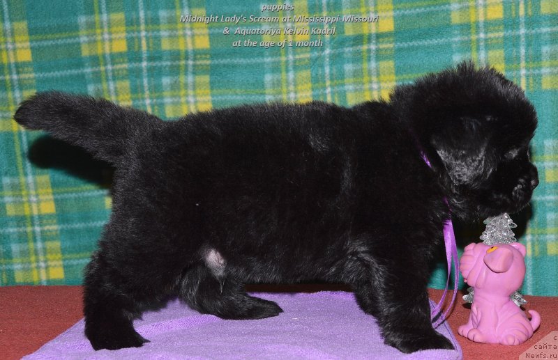 Фото: ньюфаундленд Smigar Upravdom Drug CHeloveka (Смигар Управдом Друг Человека)