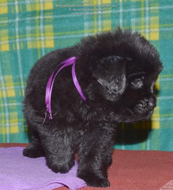 Фото: ньюфаундленд Smigar Upravdom Drug CHeloveka (Смигар Управдом Друг Человека)