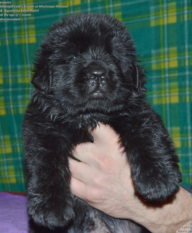 Фото: ньюфаундленд Smigar Upravdom Drug CHeloveka (Смигар Управдом Друг Человека)