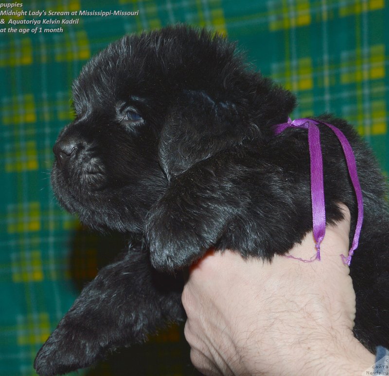 Фото: ньюфаундленд Smigar Upravdom Drug CHeloveka (Смигар Управдом Друг Человека)