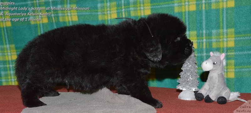 Фото: ньюфаундленд Aquatoriya Kelvin Kadril (Акватория Келвин Кадриль)