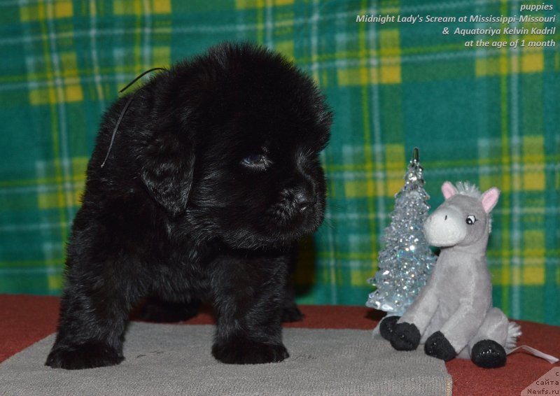 Фото: ньюфаундленд Aquatoriya Kelvin Kadril (Акватория Келвин Кадриль)