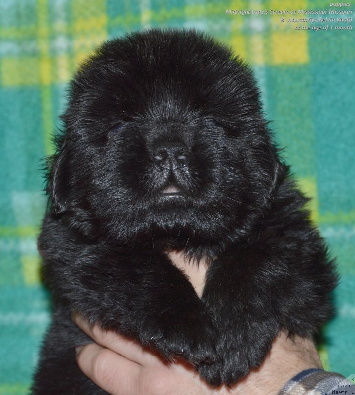 Фото: ньюфаундленд Aquatoriya Kelvin Kadril (Акватория Келвин Кадриль)