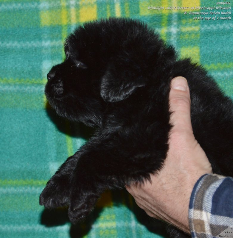 Фото: ньюфаундленд Aquatoriya Kelvin Kadril (Акватория Келвин Кадриль)