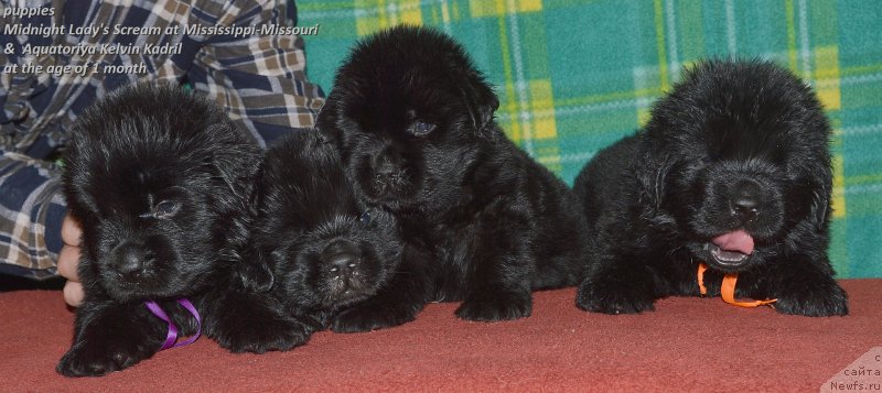 Фото: ньюфаундленд Aquatoriya Kelvin Kadril (Акватория Келвин Кадриль)