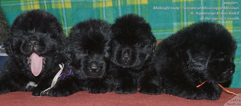 Фото: ньюфаундленд Aquatoriya Kelvin Kadril (Акватория Келвин Кадриль)