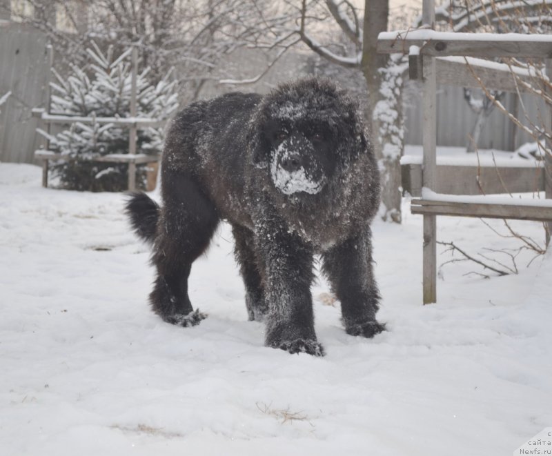 Фото: ньюфаундленд Talisman Morya Mishel' (Талисман Моря Мишель)