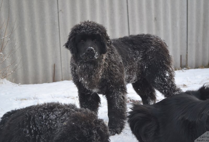 Фото: ньюфаундленд Talisman Morya Mishel' (Талисман Моря Мишель)