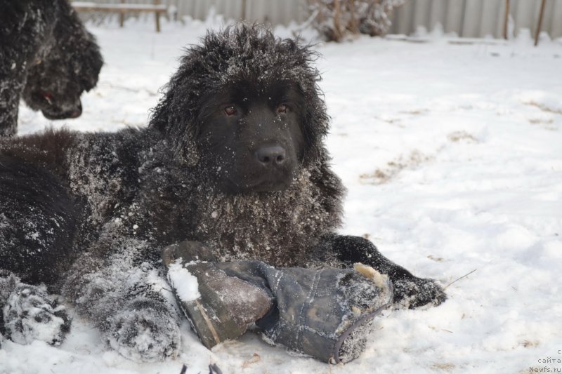 Фото: ньюфаундленд Talisman Morya Mishel' (Талисман Моря Мишель)