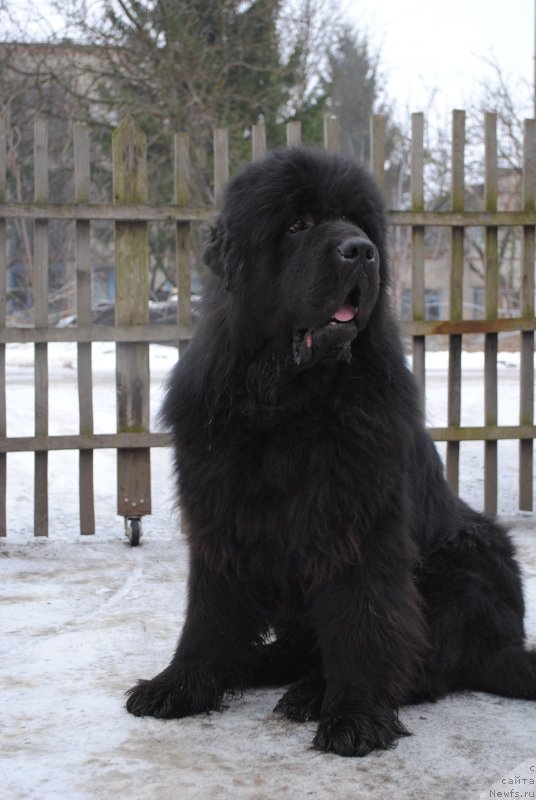 Фото: ньюфаундленд Sent Djons Ubertino (Сент Джонс Убертино)