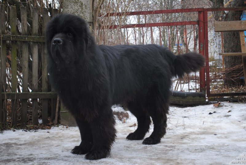 Фото: ньюфаундленд Sent Djons Ubertino (Сент Джонс Убертино)