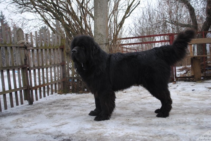 Фото: ньюфаундленд Sent Djons Ubertino (Сент Джонс Убертино)