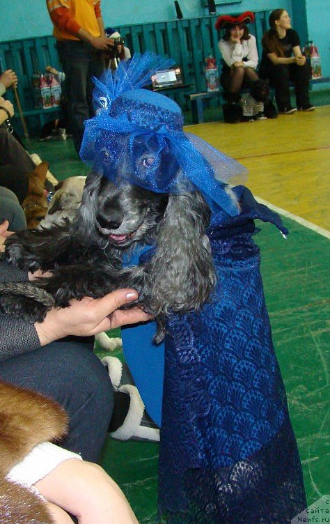 Фото: Английский кокер -спаниель Ася