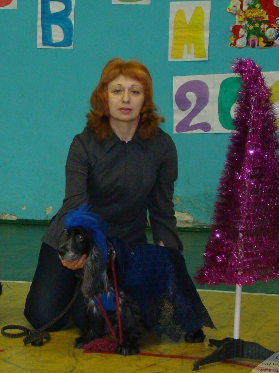 Фото: Английский кокер-спаниель Ася