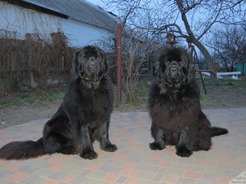 Фото: ньюфаундленд Schastlivyj Sluchay Kara Deniz (Счастливый Случай Кара Дениз), ньюфаундленд Kipr Kara Deniz (Кипр Кара Дениз)