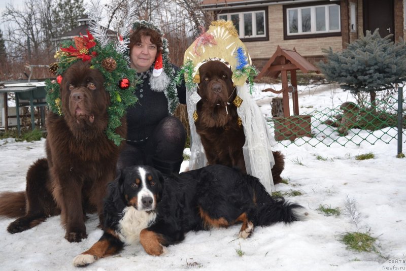 Фото: ньюфаундленд Charli The Best Helfi Pel (Чарли Де Бест Хелфи Пэл), ньюфаундленд Velikiy Medved' Kameliya (Великий Медведь Камелия)