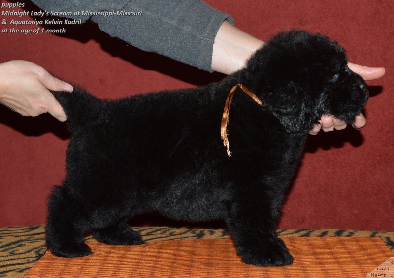 Фото: ньюфаундленд Aquatoriya Kelvin Kadril (Акватория Келвин Кадриль)