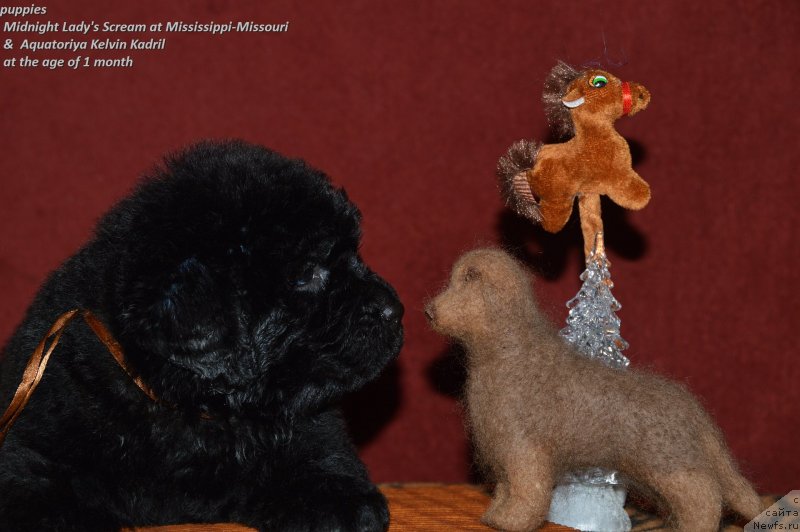 Фото: ньюфаундленд Aquatoriya Kelvin Kadril (Акватория Келвин Кадриль)