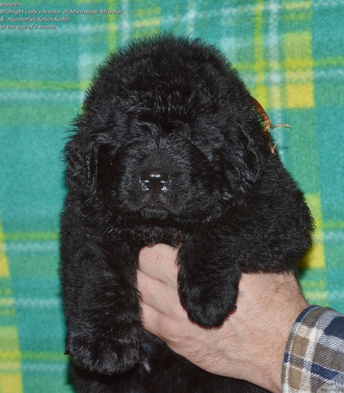 Фото: ньюфаундленд Aquatoriya Kelvin Kadril (Акватория Келвин Кадриль)