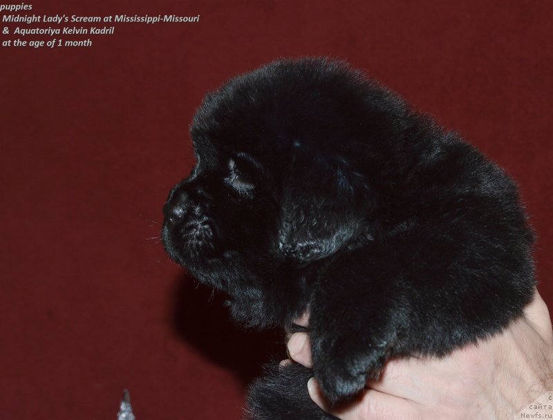 Фото: ньюфаундленд Aquatoriya Kelvin Kadril (Акватория Келвин Кадриль)