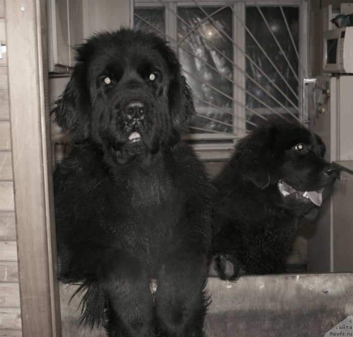 Фото: ньюфаундленд Ohoi's Jet Set