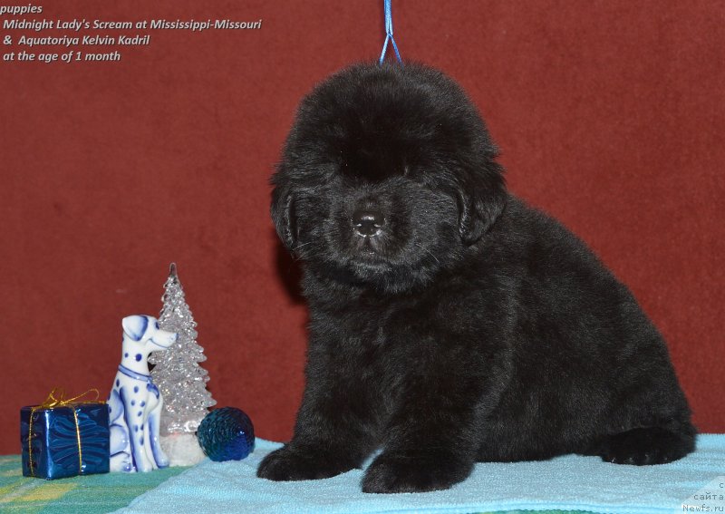 Фото: ньюфаундленд Aquatoriya Kelvin Kadril (Акватория Келвин Кадриль)